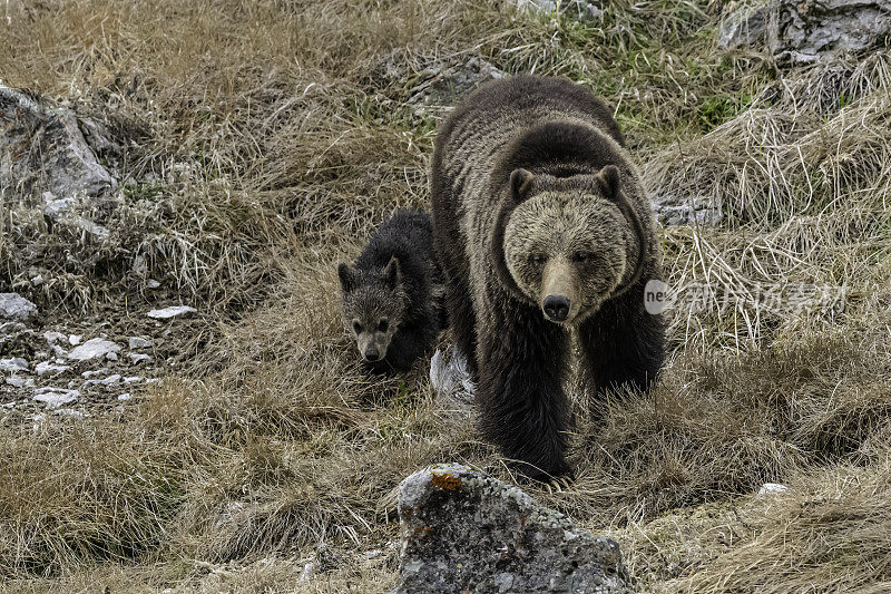 灰熊(Ursus arctos horbilis)，也被称为北美棕熊或简称为灰熊，是居住在北美的棕熊的一个种群或亚种。黄石国家公园，怀俄明州。熊妈妈和小熊们。